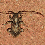 Acartus species